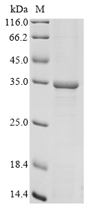 Bacteria lpxC Protein蛋白，orb624