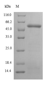 Human PNMA2 Protein蛋白，orb41868