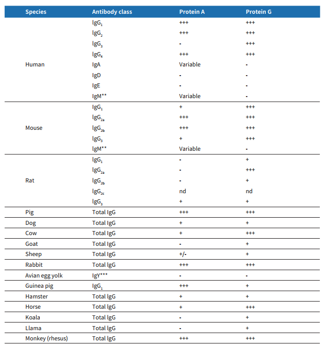 抗体纯化全解析