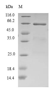 Human EIF2B2 Protein蛋白，orb5444