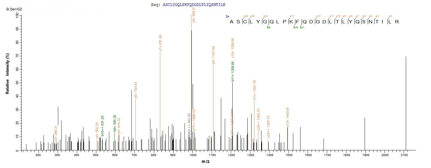 Human GSTP1 Protein蛋白，orb60414