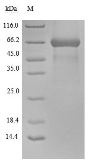 Human CD48 Protein蛋白,orb624104