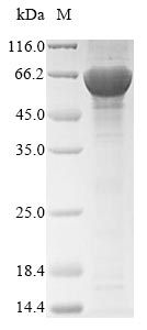 Yeast AO440_004758 Protein蛋白，o