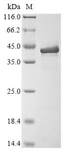 Virus VP40 Protein蛋白，orb595107