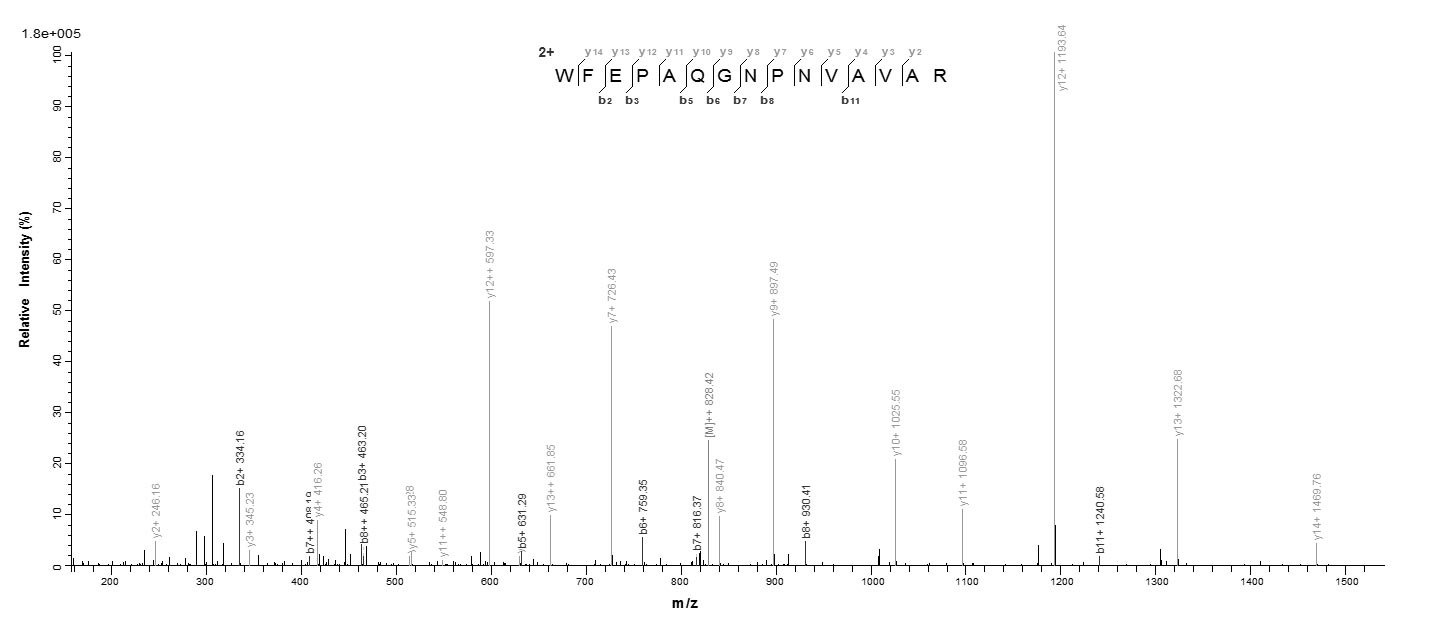 Human IZUMO1R Protein蛋白，orb383