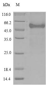 Human TNFRSF14 Protein蛋白，orb70
