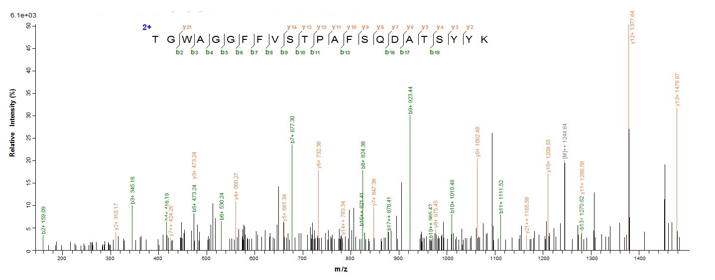 Mouse Fap Protein蛋白，orb54724，b