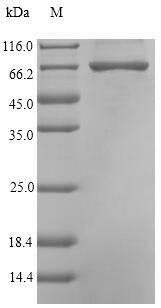 Bacterial cpg2 Protein蛋白，orb38