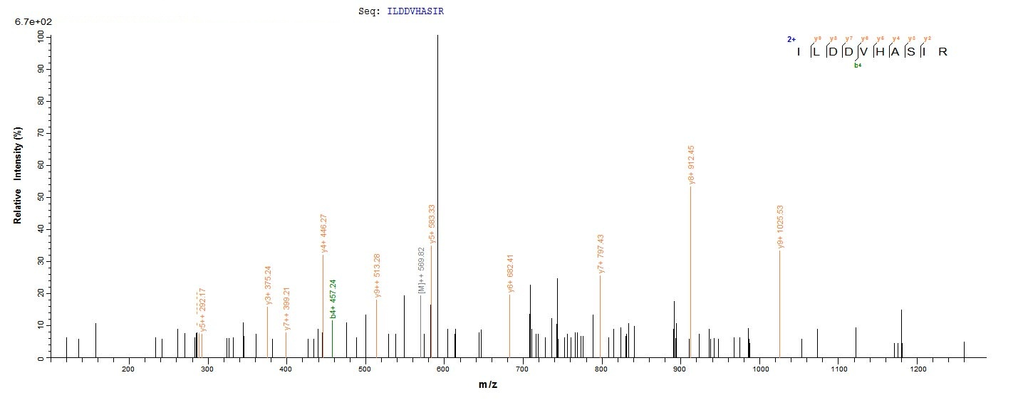 Bacteria btuD Protein蛋白,orb604
