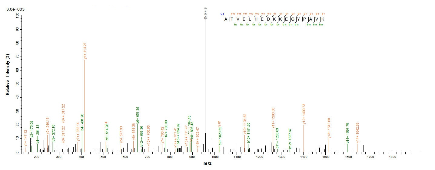 Mouse Pdk3 Protein蛋白，orb54212，