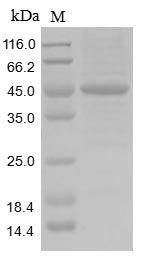 Human ACTL8 Protein蛋白，orb59514