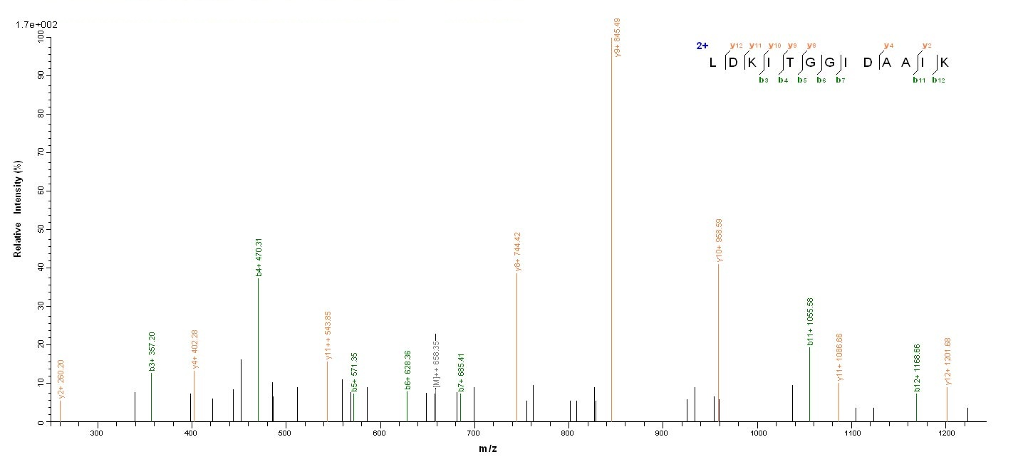 Bacterial dnaK Protein蛋白，orb38