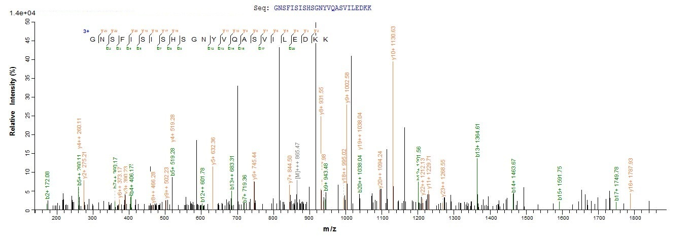Bacteria acpS Protein蛋白，orb595