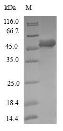 Human DCTN6 Protein蛋白，orb54518