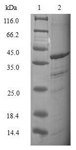Human TCEB2 Protein蛋白,orb54228