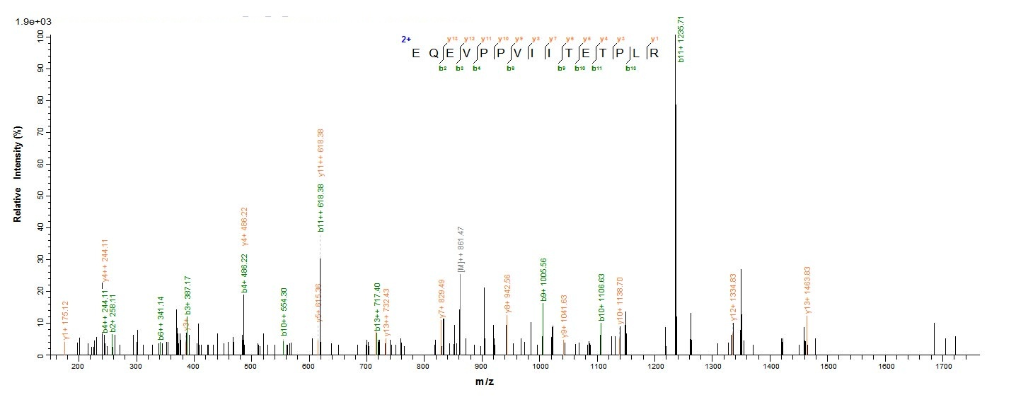 Human ACTL8 Protein蛋白，orb60554