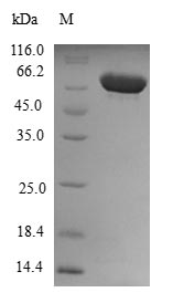 Human DYNC2LI1 Protein蛋白，orb41