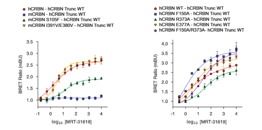 BMG LABTECH多功能酶标仪文献分享,瑞士巴塞尔大学及Monte Rosa Therapeutics 公司科研团队发表在Nature Communications “A degron-mimicking molecular glue drives CRBN homo-dimerization and degradation” 报告
