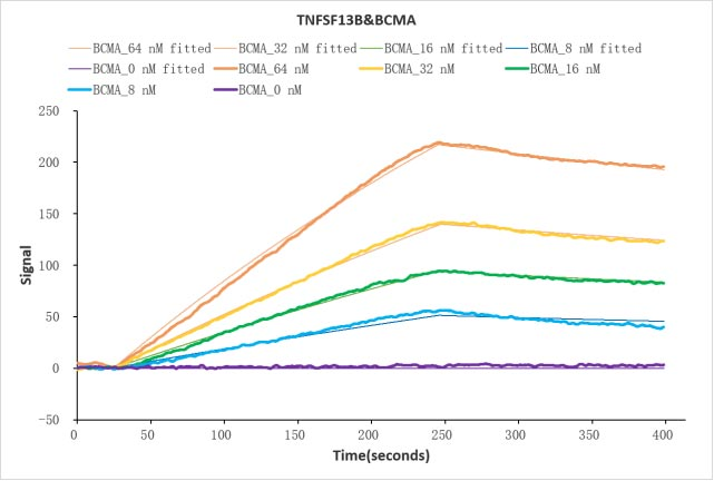 Human TNFSF13B Protein蛋白,orb70