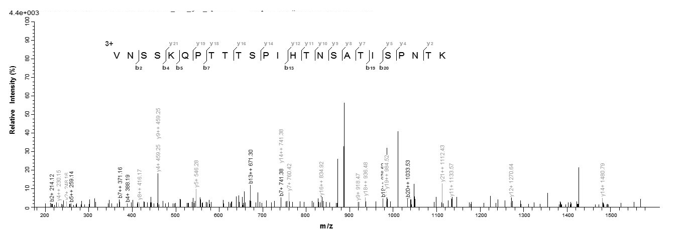 Virus G Protein蛋白，orb604604，bi
