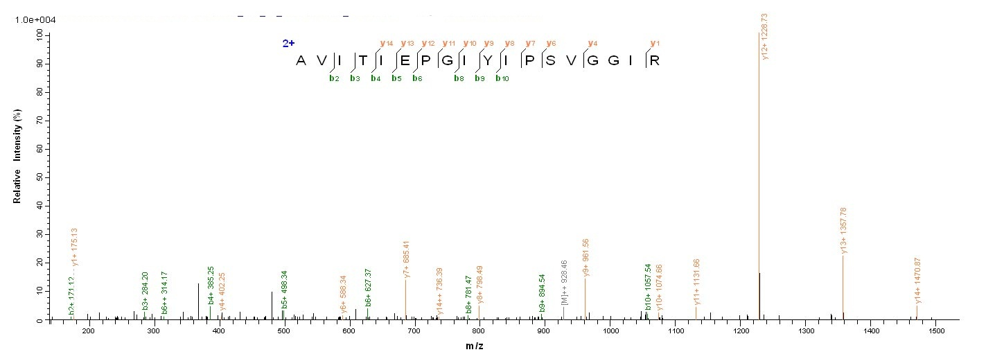 Bacterial pepP Protein蛋白，orb38