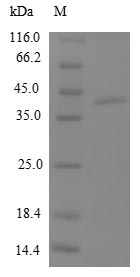 Human MRPL12 Protein蛋白，orb5456