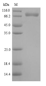 Human CSF1 Protein蛋白,orb605309