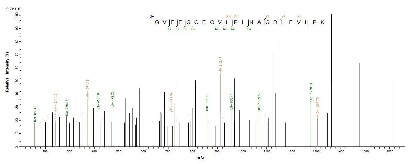 Mouse Cela3b Protein蛋白，orb4187