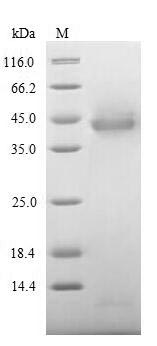 Human ITIH4 Protein蛋白，orb60489