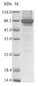 Human FAM20C Protein蛋白，orb5951