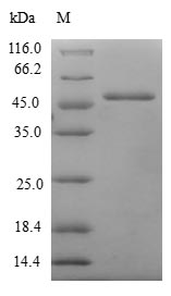 Human MSRB3 Protein蛋白，orb54511
