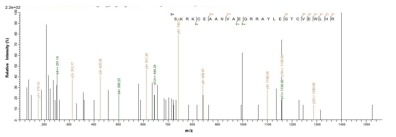 Human HLA G Protein蛋白，orb10317