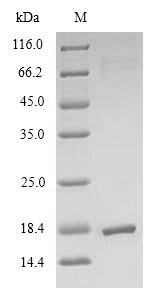 E. coli trxC Protein蛋白，orb3582