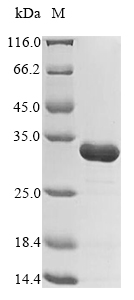 Bacteria MAP_1030 Protein蛋白,or