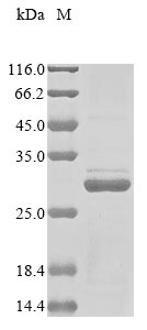 Human MT-RNR2 Protein蛋白，orb704