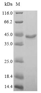 Virus LMP1 Protein蛋白,orb604657