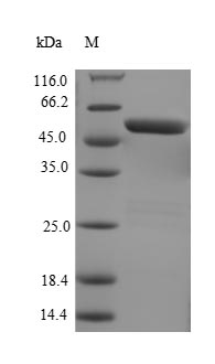 E. coli YTFE Protein蛋白，orb7053