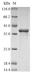 重组蛋白 Bovine Nucleotide-binding