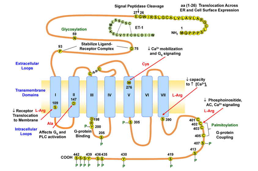 探索ETBR：血管稳态的关键“调节器”