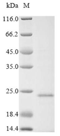 Viral VP3 Protein蛋白，orb54211，b