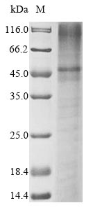 Human KCNK3 Protein蛋白，orb59516