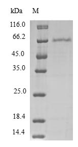 Human PDCD2L Protein蛋白，orb5446