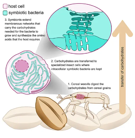 Cell 重磅发现！细菌在昆虫体内自建 “糖管网”，破解内共生营养转移之谜