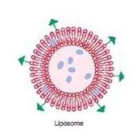 奥曲肽修饰的纳米结构脂质载体 (NLC)用于艾塞那肽的口服递送：提高糖尿病治疗中的肠道吸收与生物利用度 