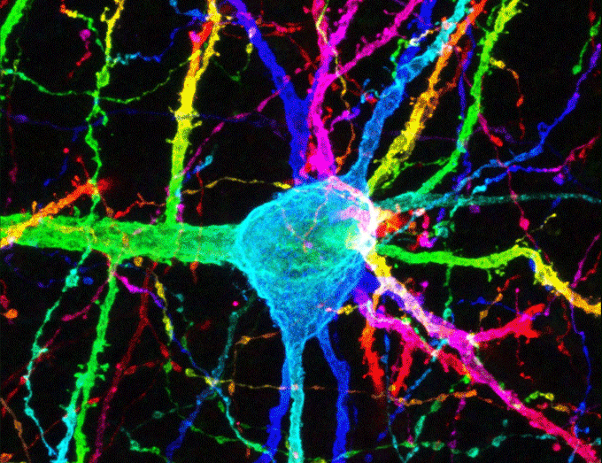 FLUOVIEW FV5000 智能全光谱共聚焦显微镜