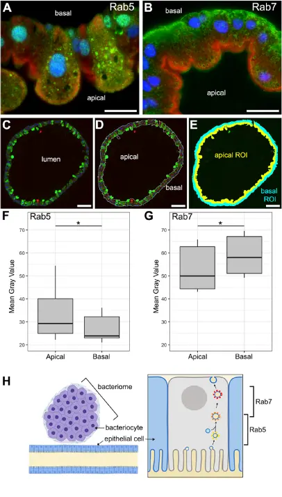 Cell 重磅发现！细菌在昆虫体内自建 “糖管网”，破解内共生营养转移之谜