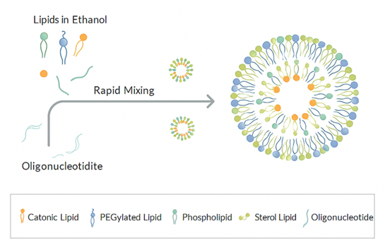 LNP包封：开启in vivo CAR-T疗法的体内递送引擎