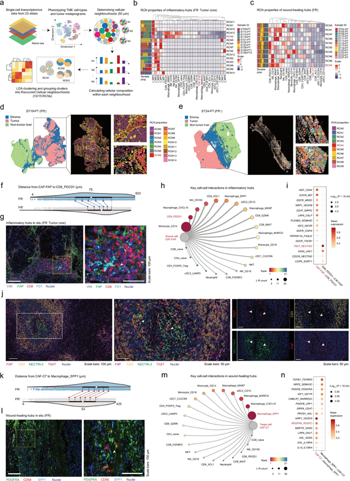 Cell Discovery| Tissue Cytometry技术助力复旦大学樊嘉院士团队揭示CAF 亚群互作新机制