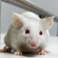 慢性阻塞性肺病