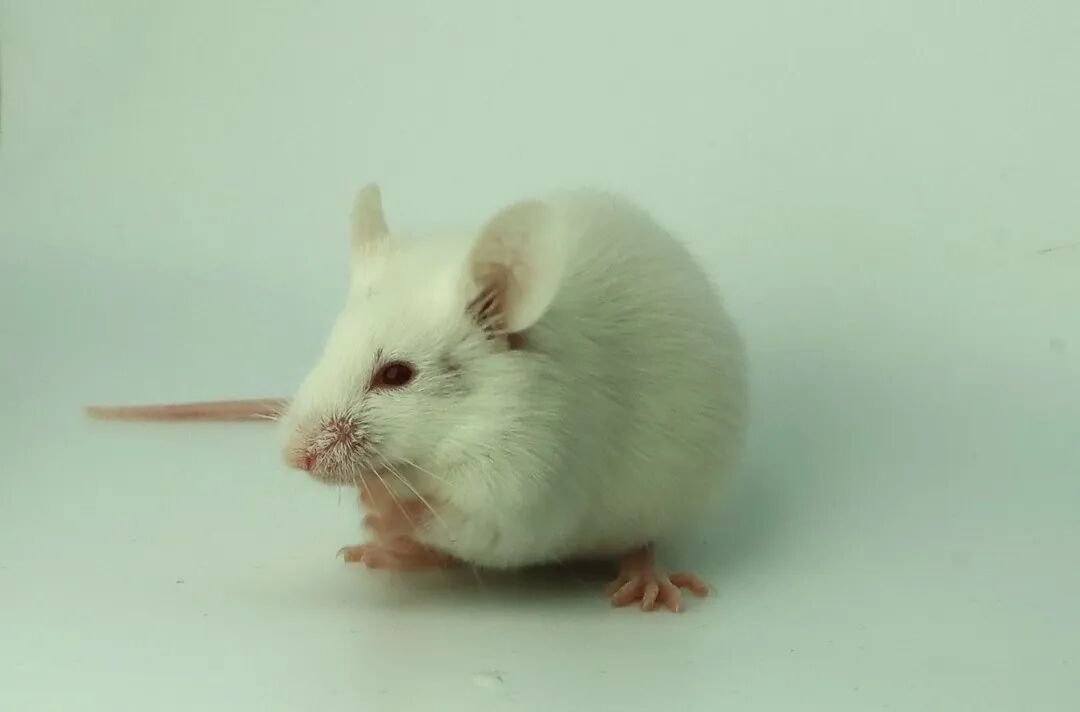 这些常见的小鼠，背景原来是这样！